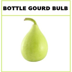 Vaishno Mata Bottle Gourd Bulb Seeds