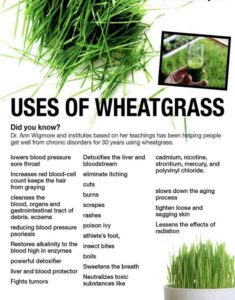 wheat grass seeds