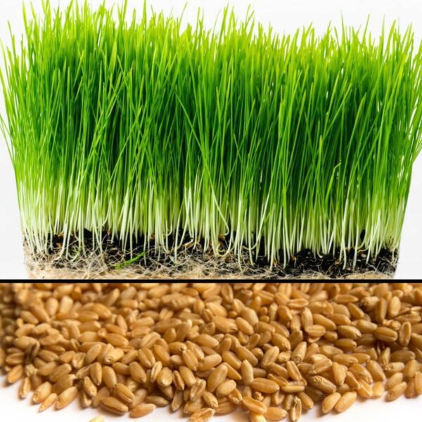 wheat grass seeds