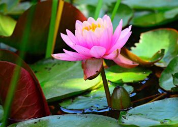 How To Grow Lotus Seeds At Home - lotus seeds - vaishno mata