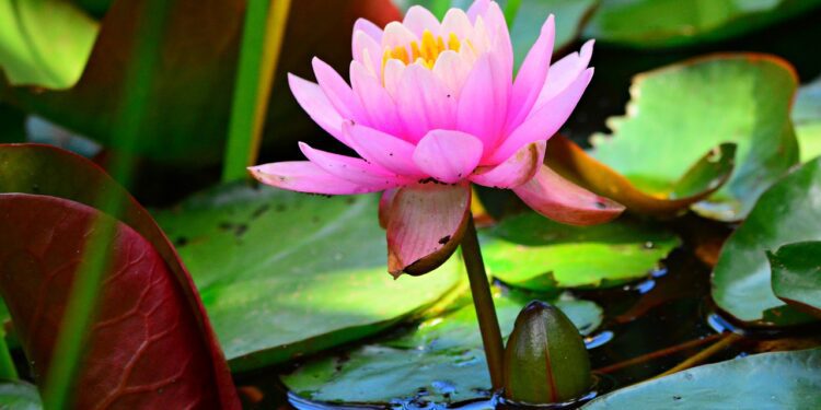 How To Grow Lotus Seeds At Home - lotus seeds - vaishno mata