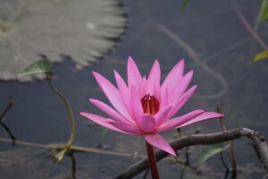 How To Grow Lotus Seeds At Home - lotus seeds - vaishno mata