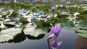 How To Grow Lotus Seeds At Home - lotus seeds - vaishno mata