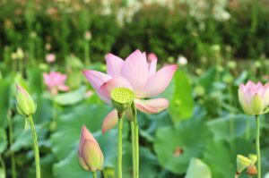 How To Grow Lotus Seeds At Home - lotus seeds - vaishno mata