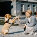कुत्तों के बारे में रोचक और ज्ञानवर्धक बातें - Amazing Facts About Dogs (2025)