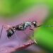 🐜चींटी एक लाइन में कैसे चलती है? - Some Fascinating Ant Facts - 2025