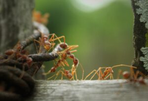 🐜चींटी एक लाइन में कैसे चलती है? - Some Fascinating Ant Facts - 2025