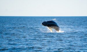 ब्लू व्हेल के बारे में रोचक तथ्य: Interesting facts about the Blue Whale: