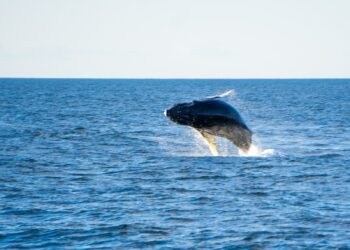 ब्लू व्हेल के बारे में रोचक तथ्य: Interesting facts about the Blue Whale: