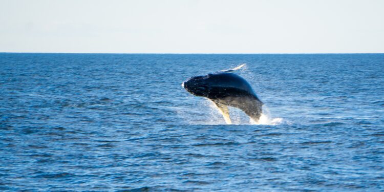 ब्लू व्हेल के बारे में रोचक तथ्य: Interesting facts about the Blue Whale: