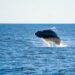 ब्लू व्हेल के बारे में रोचक तथ्य: Interesting facts about the Blue Whale: