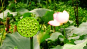 How To Grow Lotus Seeds At Home - lotus seeds - vaishno mata