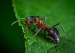 🐜चींटी एक लाइन में कैसे चलती है? - Some Fascinating Ant Facts - 2025