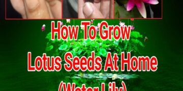 How To Grow Lotus Seeds At Home - lotus seeds - vaishno mata