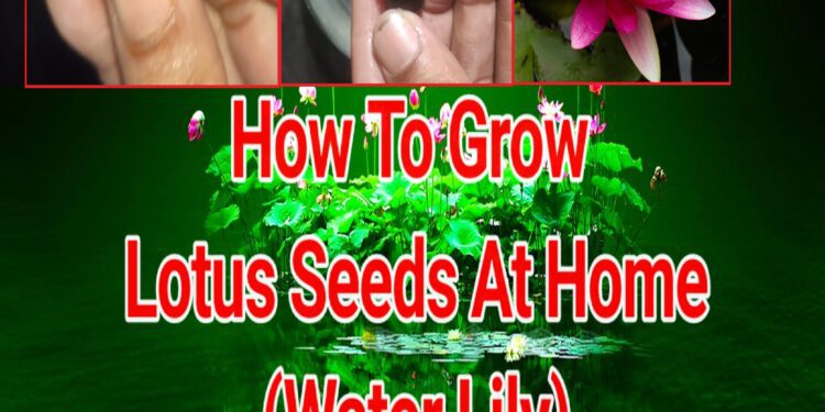 How To Grow Lotus Seeds At Home - lotus seeds - vaishno mata