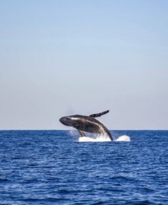 ब्लू व्हेल के बारे में रोचक तथ्य: Interesting facts about the Blue Whale: