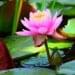 How To Grow Lotus Seeds At Home - lotus seeds - vaishno mata