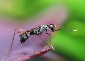 🐜चींटी एक लाइन में कैसे चलती है? - Some Fascinating Ant Facts - 2025