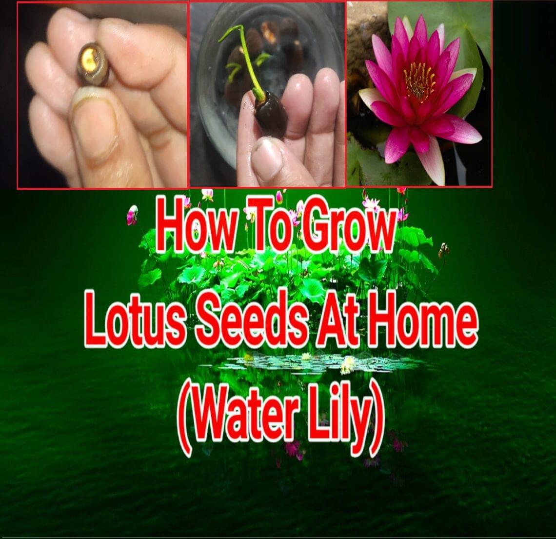 How To Grow Lotus Seeds At Home - lotus seeds - vaishno mata