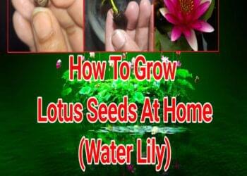 How To Grow Lotus Seeds At Home - lotus seeds - vaishno mata